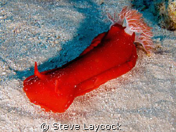 Spanish dancer, going for a crawl during the day.  by Steve Laycock 